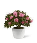 The FTD Vibrant Sympathy(tm) Planter from Backstage Florist in Richardson, Texas